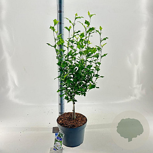Hibiscus syr. Flower Tower White 30 cm stam 10L