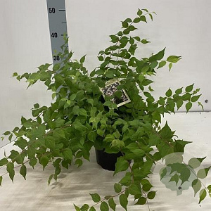 Kolkwitzia amabilis 40-50 cm 2,0L