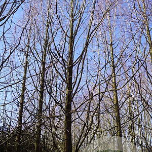 Metasequoia gl. 'Ogon' 50-60 HO draadkluit geveerd