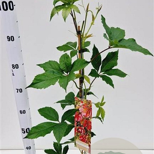 Parthenocissus quinquefolia 70-80 cm 2,0L