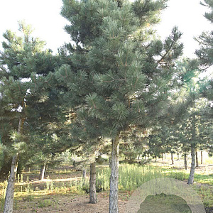 Pinus nigra nigra 40-45 HO draadkluit
