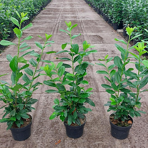 Prunus I. 'Rotundifolia' 80-100 cm 5,0L