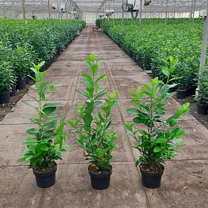 Prunus l. Genolia 80-100 cm 5,0L