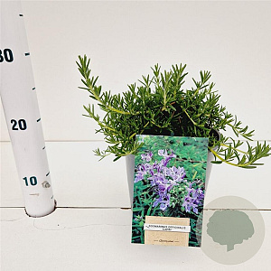 Rosmarinus off. 'Capri' 25-30 cm 2,0L