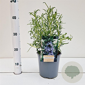 Rosmarinus officinalis 25-30 cm 2,0L