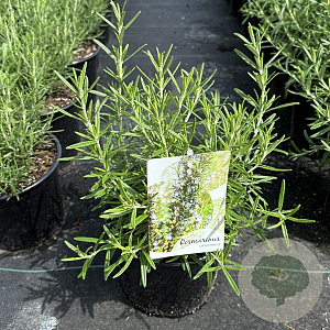 Rosmarinus officinalis 25-30 cm 2,0L