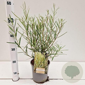 Salix rosmarinifolia 40-50 cm 2,0L
