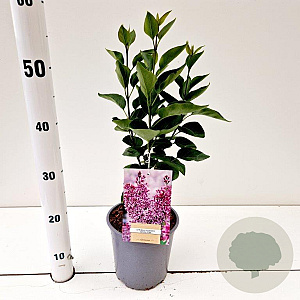 Syringa v. 'Sensation' 30-40 cm 2,0L