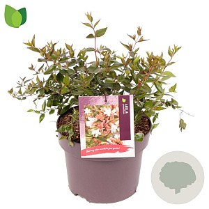 Abelia grandiflora 25-30 cm 5,0L