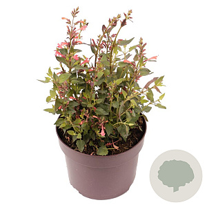 Agastache mexicana GM 2,0L