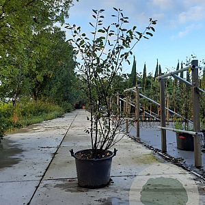 Amelanchier lamarckii 125-150 cm 35L