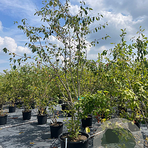 Amelanchier laevis 'Snowflakes' 250-300 cm cont. 80L