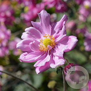 Anemone hyb. 'Königin Charlotte' GM P9