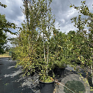 Betula utilis 'Doorenbos' 350-375 cm cont. 130L