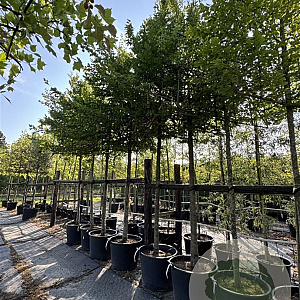 Carpinus betulus 200 cm stam cont. 110L 18-20 leiboom