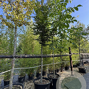 Carpinus bet. 'Fastigiata' 16-18 HO cont. 110L