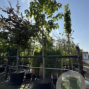 Catalpa bignonioides 25-30 cm cont. 230L