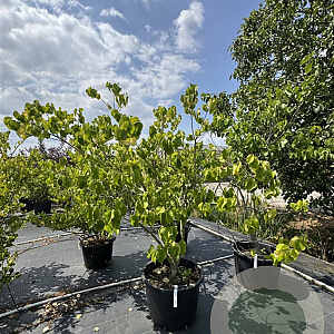 Cercis chinensis 'Shirobana' 150-175 cm cont. 80L meerstammig