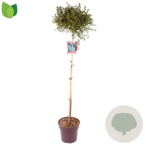 Ceanothus impressus 'Victoria' 70 cm stam 10L
