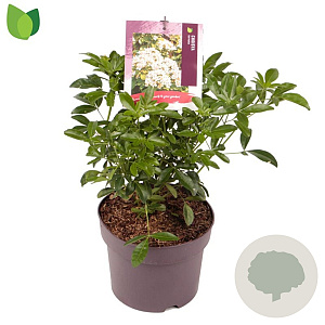 Choisya ternata 20-25 cm 3,0L