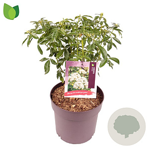 Choisya ternata 25-30 cm 5,0L