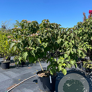 Clerodendrum trichotomum 125-150 cm cont. 80L meerstammig