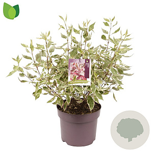 Cornus alba Miracle 40-50 cm 7,5L