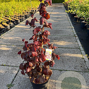 Corylus 'Red Majestic' 60-80 cm 10L