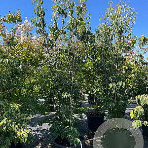 Cornus Aurora 225-250 cm cont. 80L meerstammig