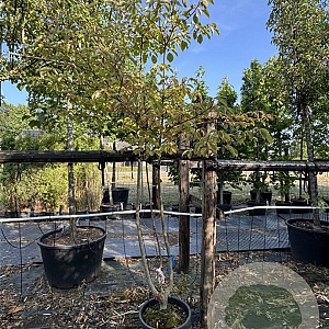 Cornus controversa 200-250 cm 30L