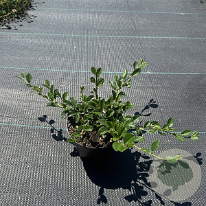 Cotoneaster dammeri 25-30 cm P13