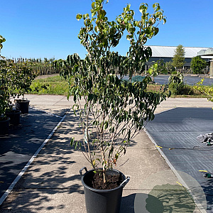 Cornus kousa chinensis 125-150 cm 35L