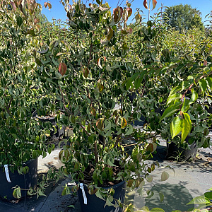 Cornus kousa chinensis 140-160 cm 50L
