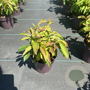 Cornus sericea 'Kelseyi' 25-30 cm P13
