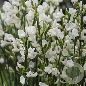 Cytisus 'White Lion' 30-40 cm P13
