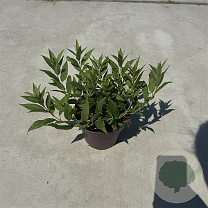 Deutzia gracilis 'Nikko' 25-30 cm P13