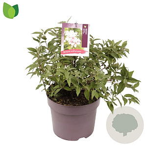 Deutzia hybrida 'Mont Rose' 40-45 cm 7,5L