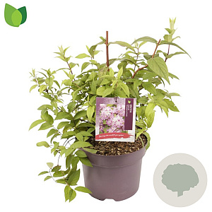 Deutzia hybrida 'Strawberry Fields' 40-50 cm 7,5L