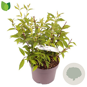 Deutzia lemoinei 30-35 cm 3,0L