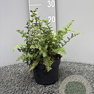 Dryopteris stewartii GM 2,0L