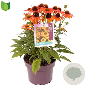 Echinacea Lakota Orange GM C5