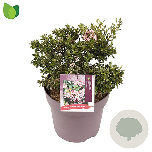 Escallonia laevis Showstopper 30-40 cm 10L