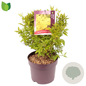 Forsythia int. Week-End 50-60 cm 7,5L