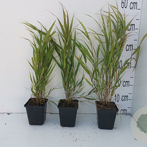Hakonechloa macra GM P9