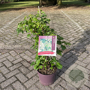 Hydrangea anomala petiolaris 60-80 cm 7,5L