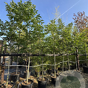 Juglans regia 10-12 cm 50L