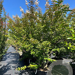 Lagerstroemia 'Natchez' 200-250 cm cont. 80L meerstammig