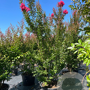 Lagerstroemia 'Tuscarora' 225-250 cm cont. 80L meerstammig