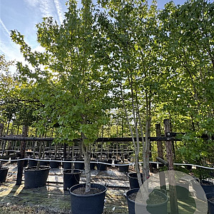 Liquidambar styraciflua 400-450 cm cont. 230L meerstammig