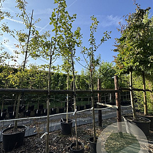 Malus d. 'Rode Boskoop' 8-10 HO 20L
